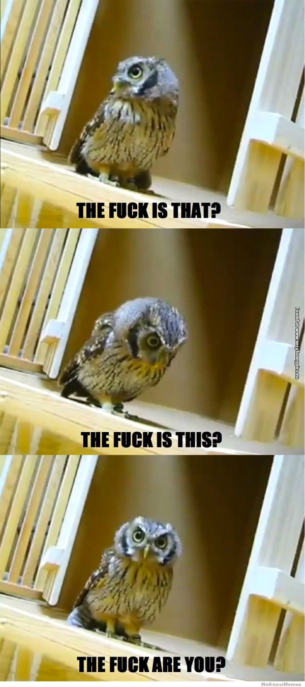 funny-pictures-angry-confused-owl
