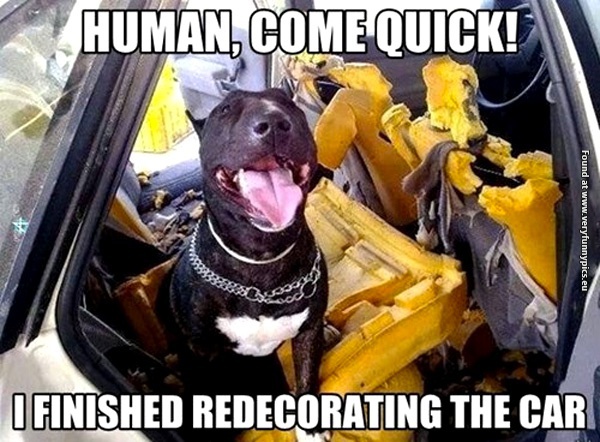 funny-pictures-dog-finished-redecorating-the-car