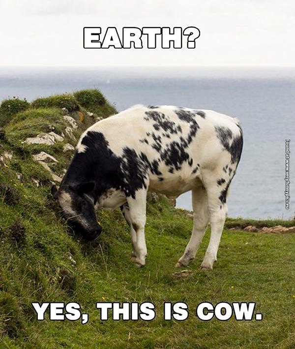 funny-pictures-earth-yes-this-is-cow