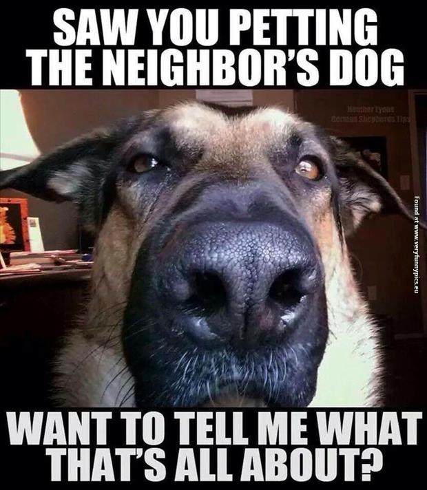funny pictures jealous dog
