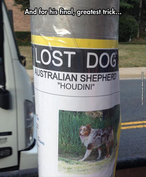 funny pictures lost dog houdini