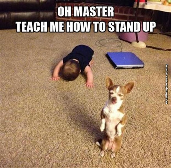 funny-pictures-master-teach-me-how-to-stand-up-dog-baby