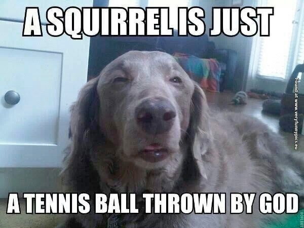 funny-pictures-squirrel-is-gods-tennis-ball