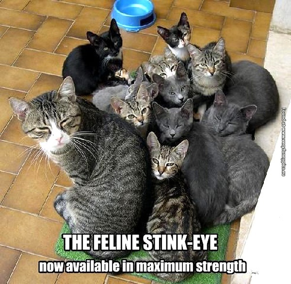 funny-cat-pictures-feline-stink-eye