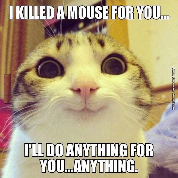 funny-cat-pictures-overly-attached-kitty