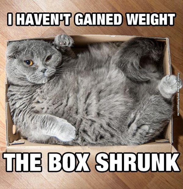 funny-cat-pictures-the-box-shrunk