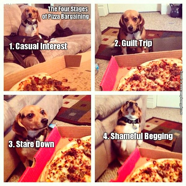 funny-pictures-four-stages-of-pizza-bargaining-begging-dog