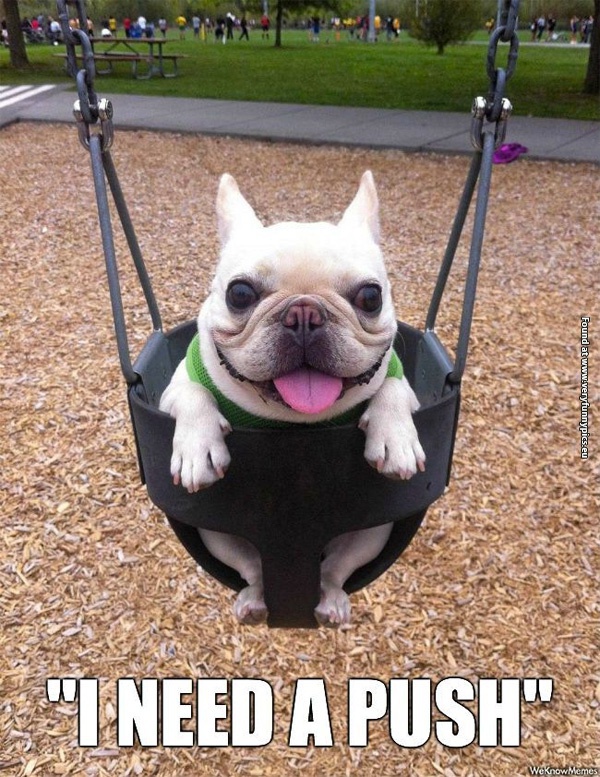funny-pictures-i-need-a-push-dog-on-a-swing