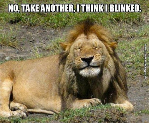 funny-pictures-lion-take-another-i-think-i-bliked