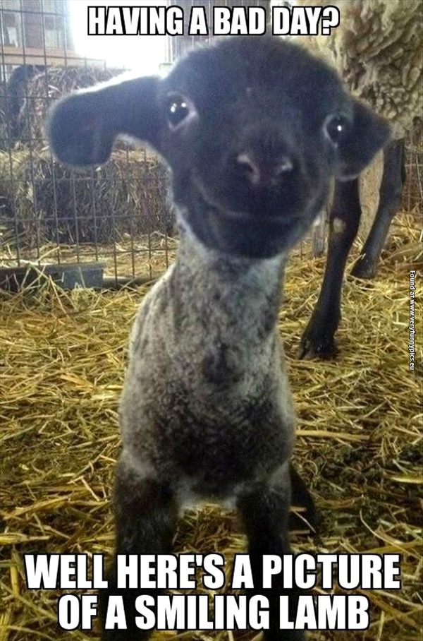 funny-pictures-bad-day-smiling-lamb