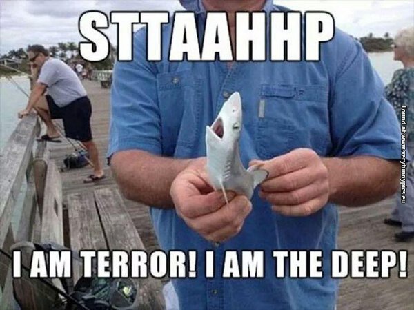 funny pictures cute terror shark