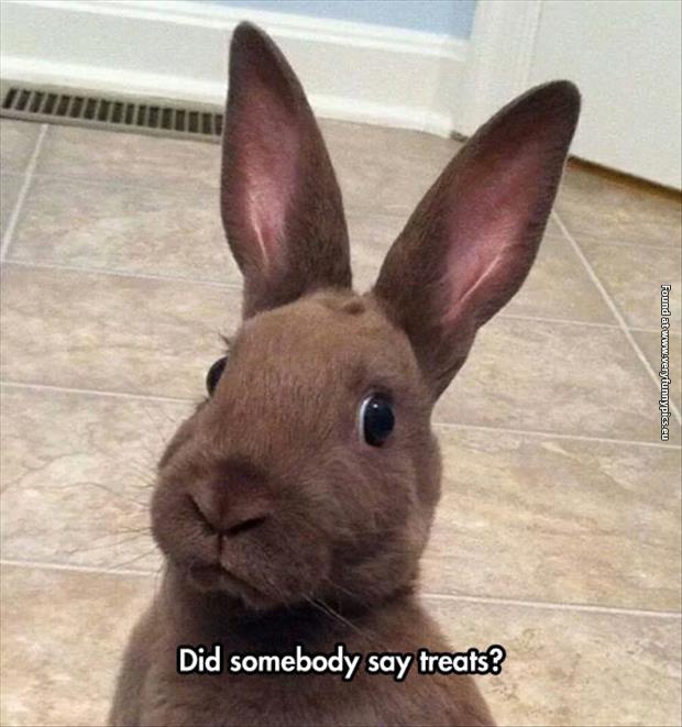 How to get a rabbit’s attention