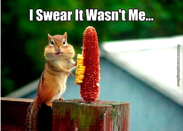 funny-pictures-i-swear-it-wasnt-me-squirrel