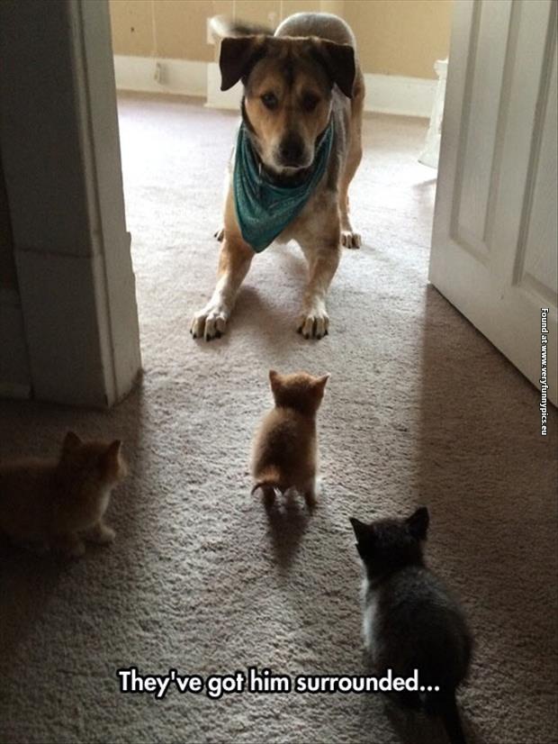 funny pictures kittens got dog surrounded