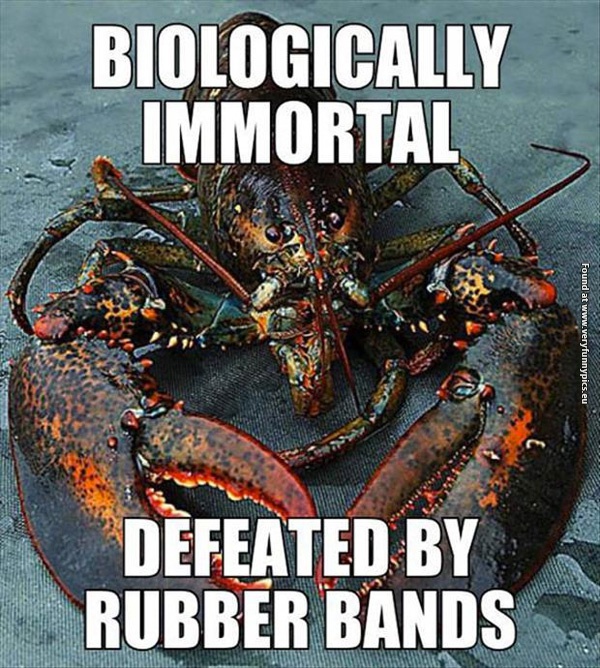 funny-pictures-lobsters-weakness
