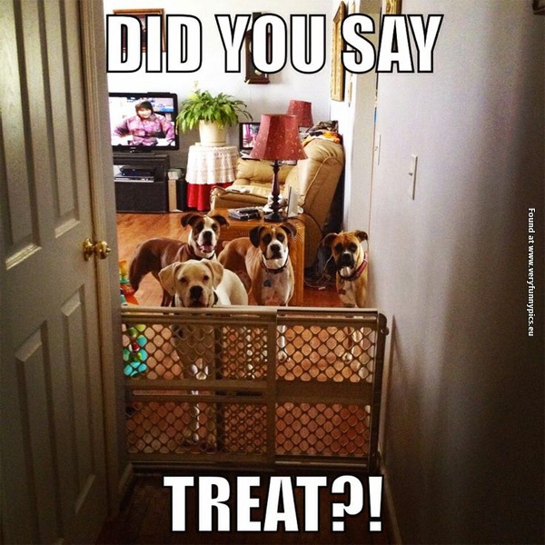 funny-pictures-did-you-say-treat