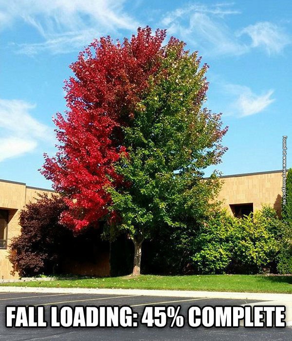 Image result for faLL FUNNY