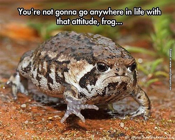 funny-pictures-frog-with-wrong-atitude