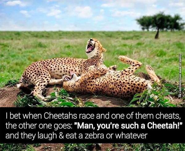 funny-pictures-when-cheetahs-race