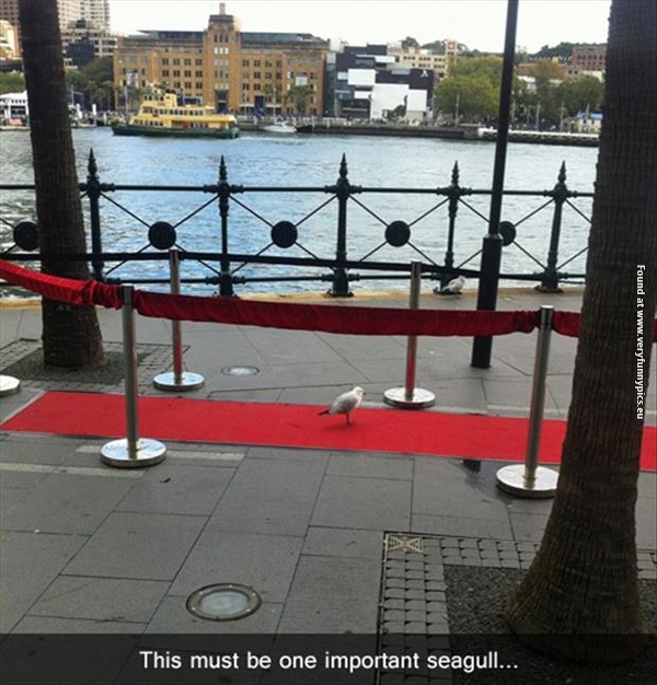 funny-picturs-one-important-seagull-red-carpet