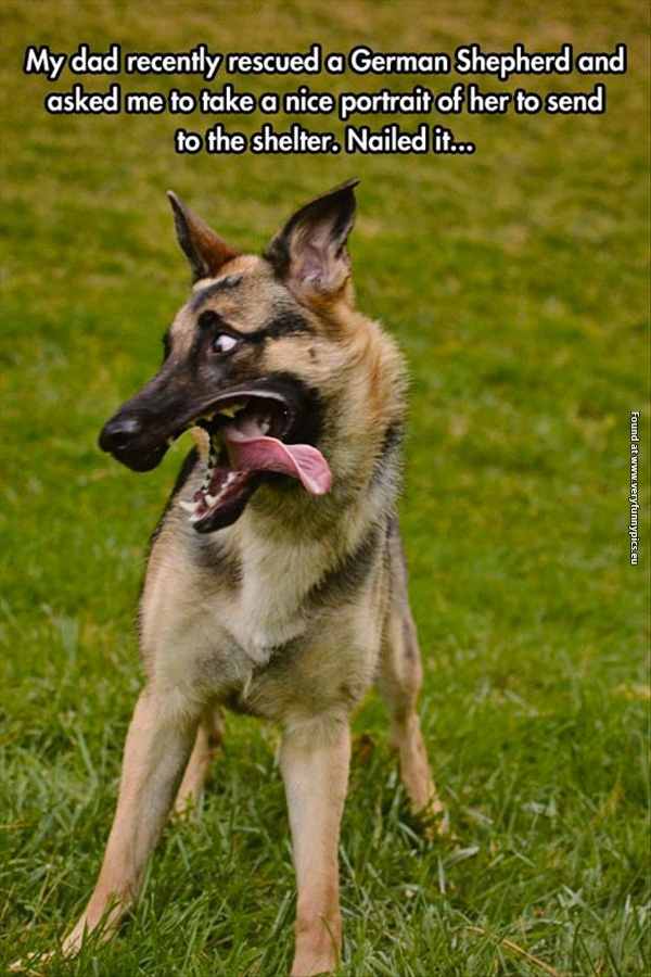 funny-pictures-german-sheperd-picture-to-send-to-the-shelter