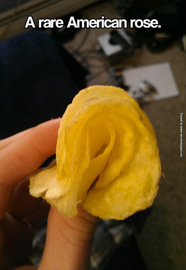 funny-pictures-the-rare-american-rose
