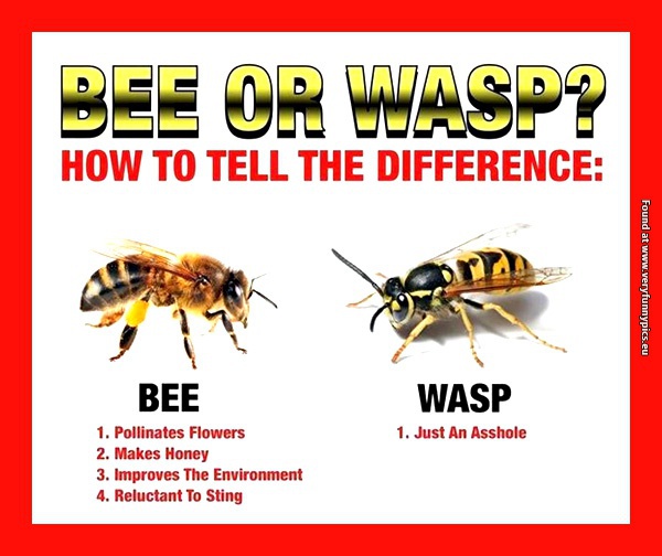 funny-pictures-difference-between-a-bee-and-a-wasp