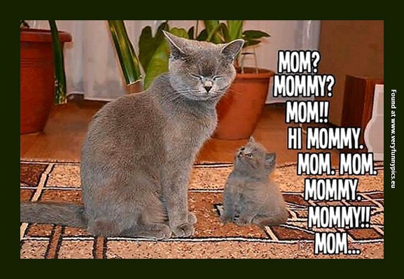 funny-pictures-parenting-level-cat