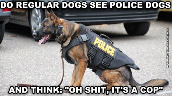 funny pictures police dogs