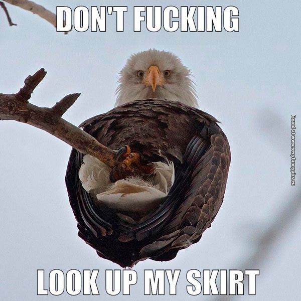 funny-pictures-busted-by-an-eagle