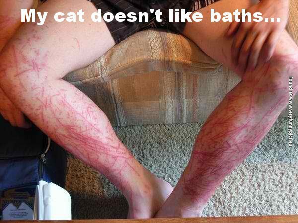 funny pictures cat doesnt like baths