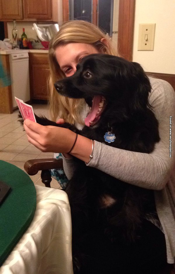 funny pictures dog without poker face