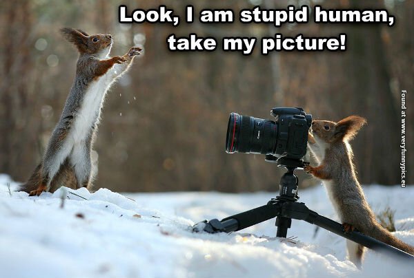 funny pictures mocking squirrels photographer