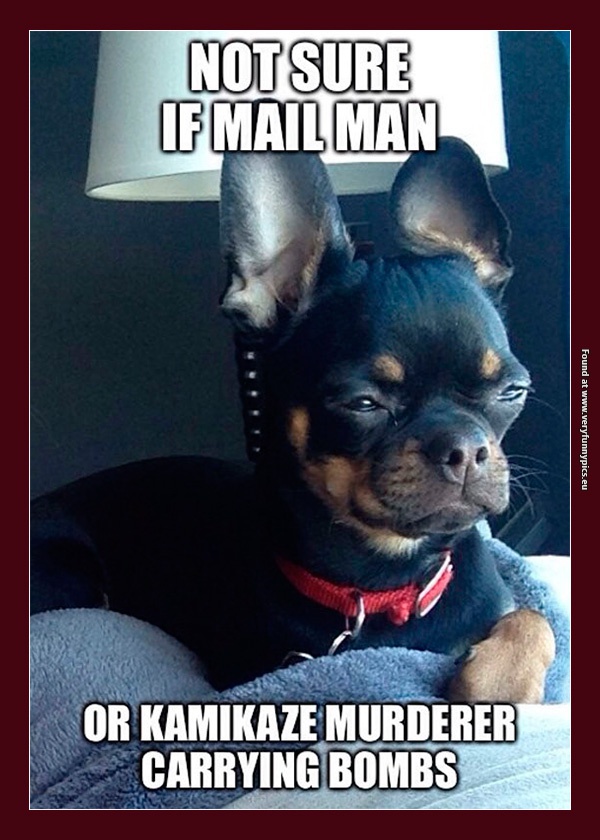 funny-pictures-not-sure-if-mailman