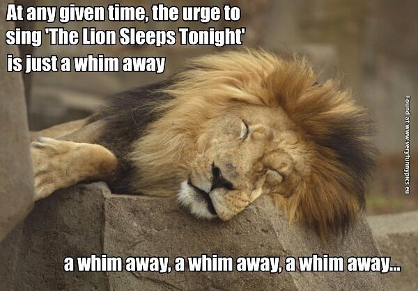 funny pictures the lion sleeps tonight