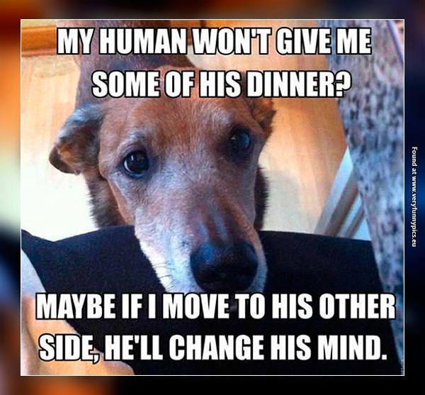 funny-pictures-begging-dog-logic
