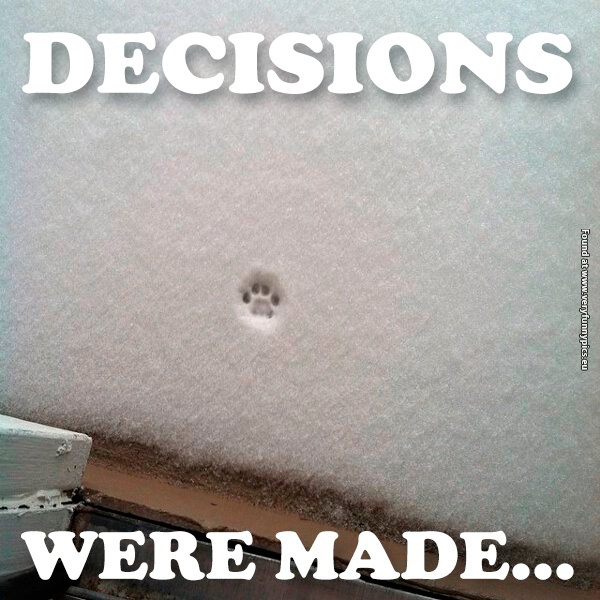 funny-pictures-cat-paw-snow