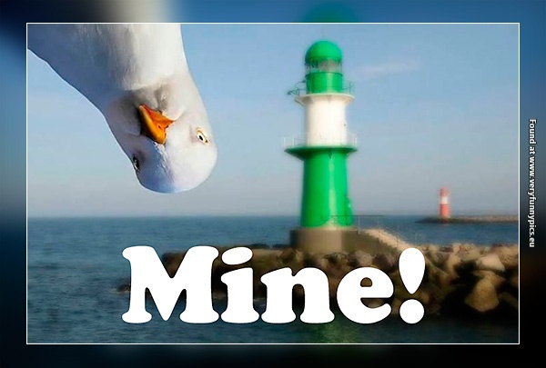 funny-pictures-seagull-mine