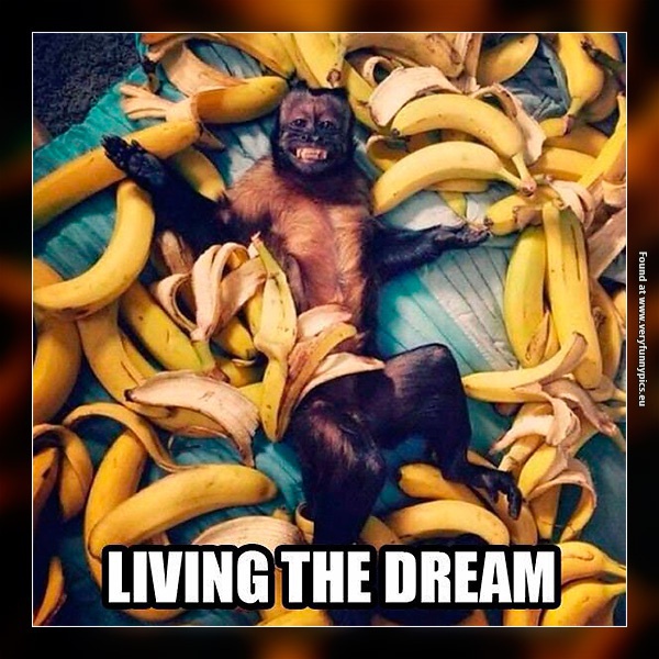funny-pictures-a-monkey-living-the-dream