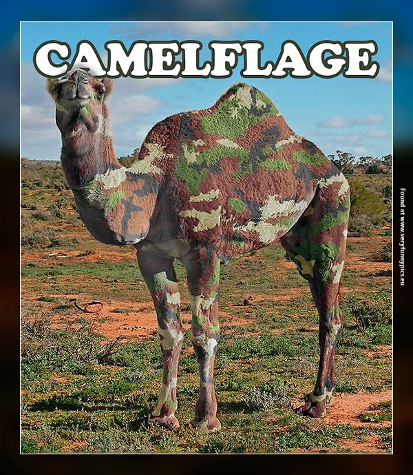funny-pictures-camouflage-on-a-camel-camelflage