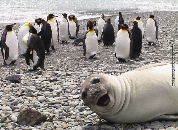 funny pictures animal photobomb 01