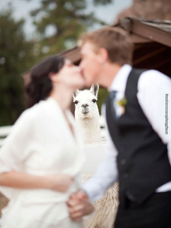 funny pictures animal photobomb 15