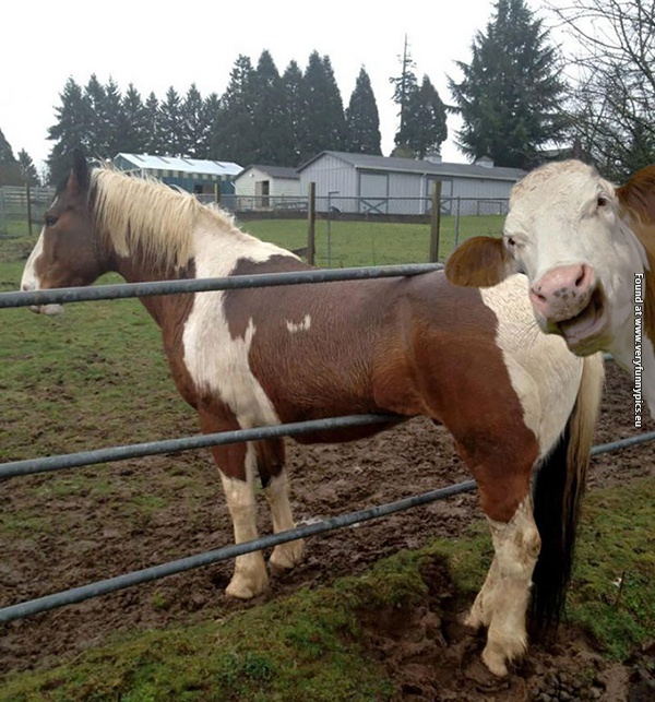 funny pictures animal photobomb 19