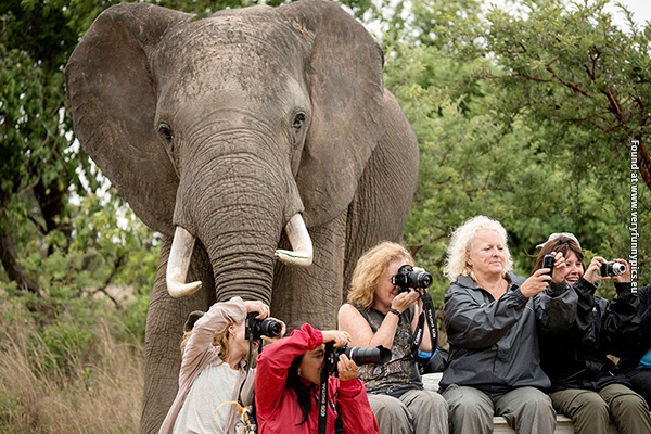 ELEPHANT PHOTOBOMB