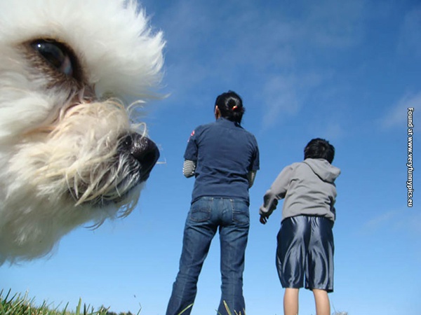 funny pictures animal photobomb 23