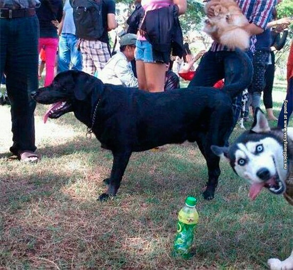 funny pictures animal photobomb 29