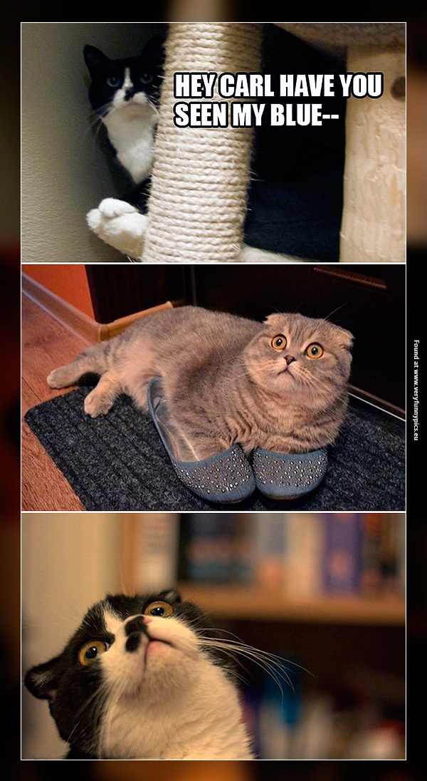 funny-pictures-blue-slippers-cat