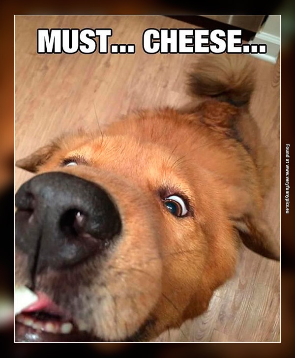 funny-pictures-dogs-love-cheese