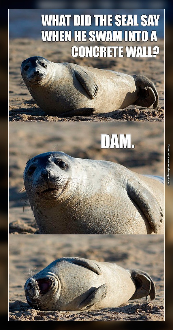 funny-pictures-seal-pun