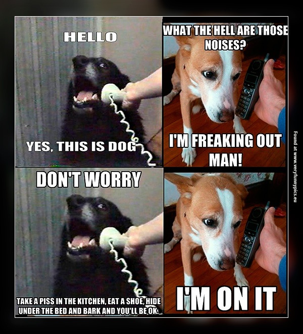 funny-pictures-this-is-dog-boss